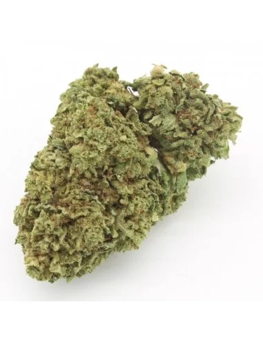 blue kush infiorescenza