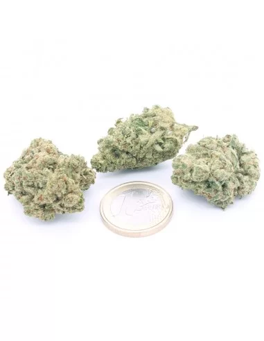 white-widow-cbd-bulk-group