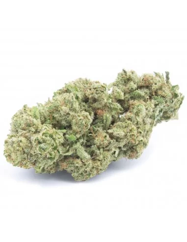 white widow infiorescenza