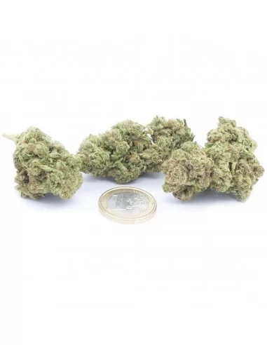 white widow infiorescenza