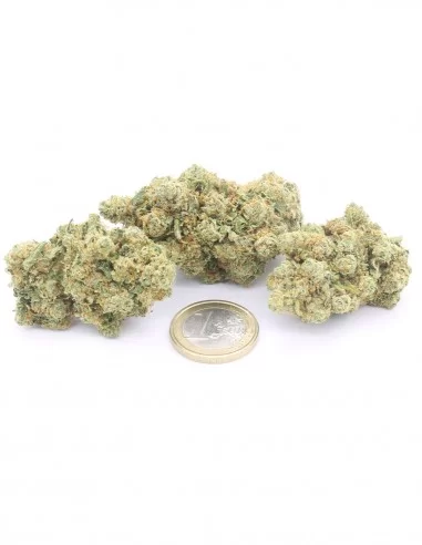 ak47 infiorescerenze