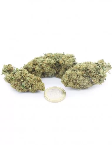 Gelato 41 infiiorescenza